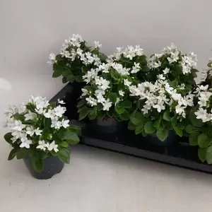 Saintpaulia 'Mini White'