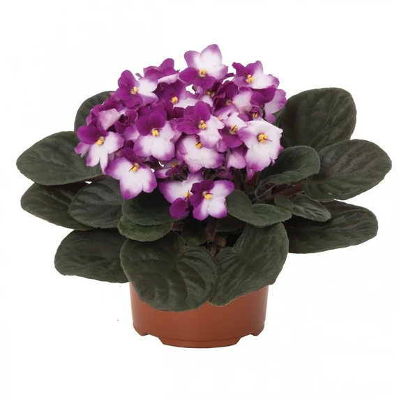 Saintpaulia 'Red & White'