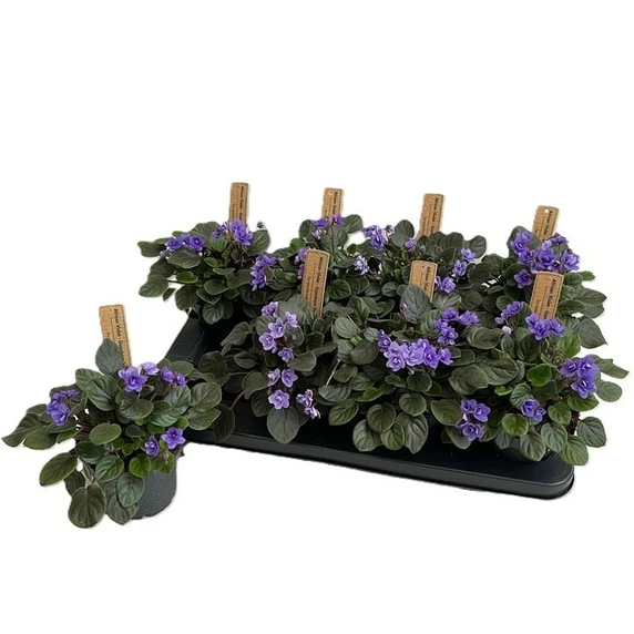 Saintpaulia Trailing 'Blue'