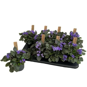 Saintpaulia Trailing 'Blue'