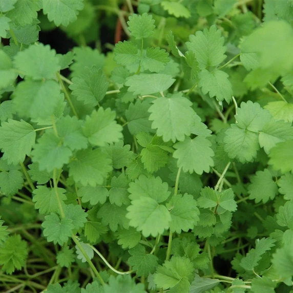 Salad Burnet 9cm