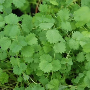 Salad Burnet 9cm