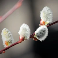 Salix