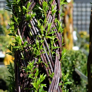 Salix Black Living Willow - 150cm