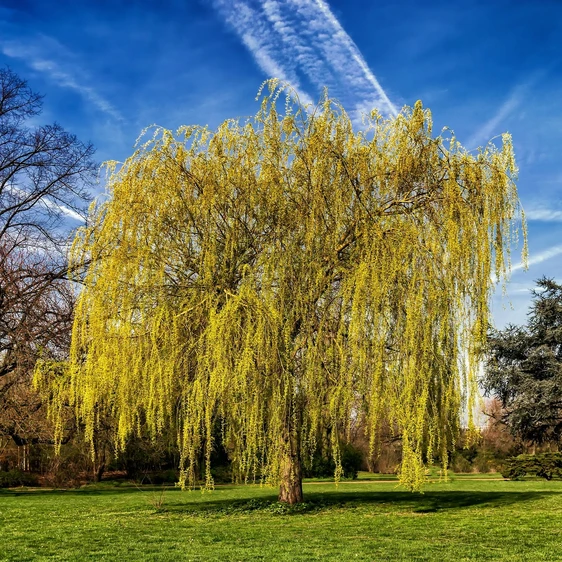 Salix x sepulcralis 'Chrysocoma'