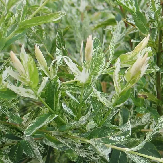 Picture Credit - Yorkshire Plants