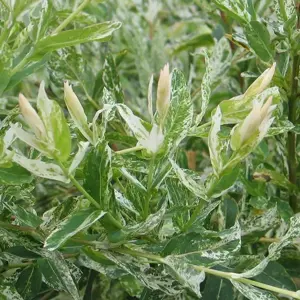 Salix integra 'Hakuro-nishiki' 3L Standard