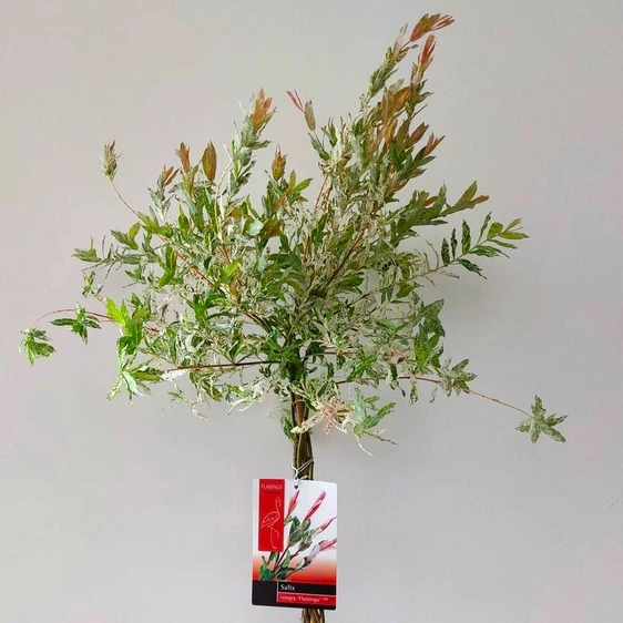 Salix integra 'Hakuro-nishiki' 7L Standard - image 2