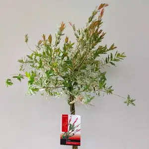 Salix integra 'Hakuro-nishiki' 5L Standard 80cm Stem - image 2