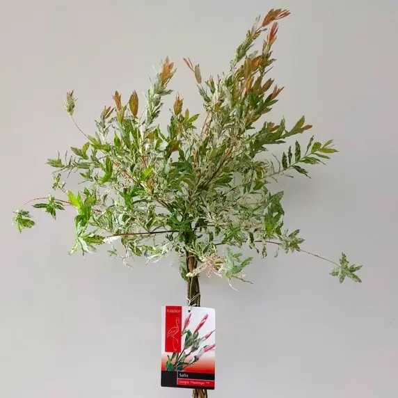 Salix integra 'Hakuro-nishiki' 5L Standard - image 2