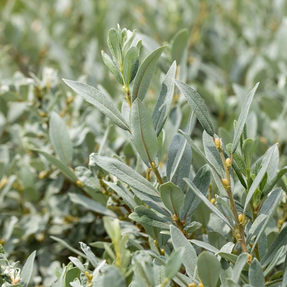 Salix helvetica