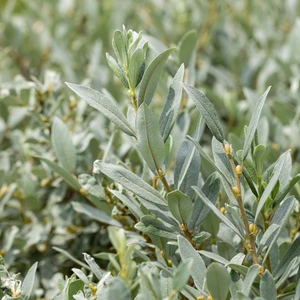 Salix helvetica