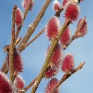 Picture Credit - Yorkshire Plants