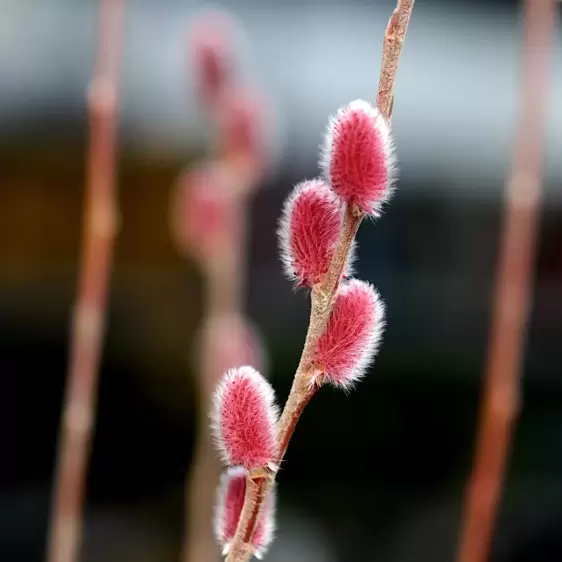 Salix gracilistyla 'Mount Aso' 5L Standard 80cm stem - image 1