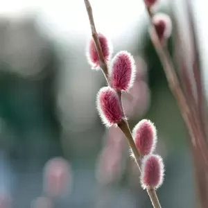 Salix gracilistyla 'Mount Aso' 5L Standard 80cm stem - image 2