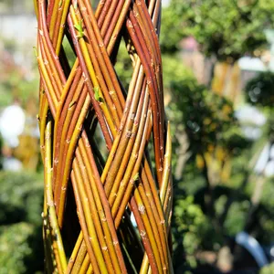 Salix Red Living Willow - 150cm - image 2