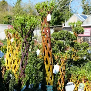 Salix Red Living Willow - 150cm - image 1