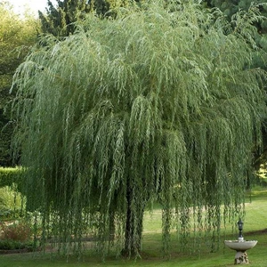 Picture Credit - Minier Nurseries