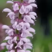 Salvia