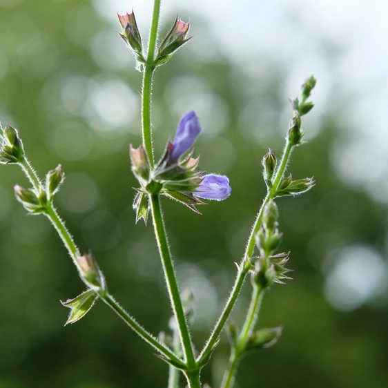 Salvia hybrida 'African Sky'