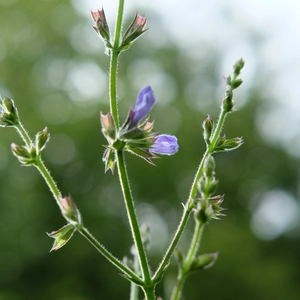 Salvia hybrida 'African Sky'