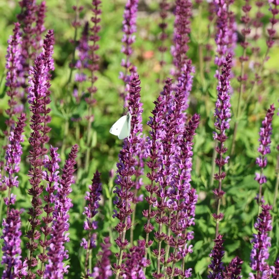 Picture Credit - Walters Gardens, Inc