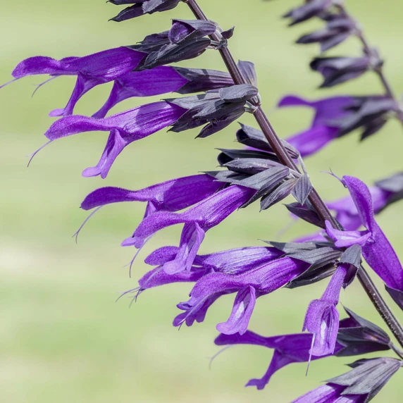 Salvia 'Amistad' 1L - image 2
