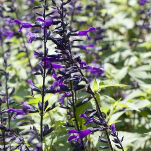 Salvia 'Amistad' 1L - image 3