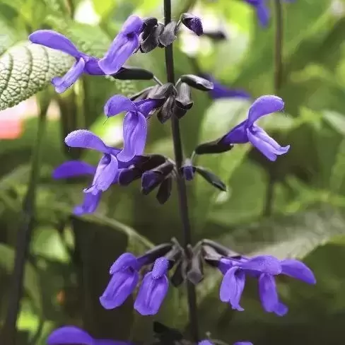 Salvia guaranitica 'Black & Blue' - image 1