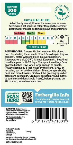 Salvia Blaze of Fire - image 2