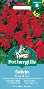 Salvia Blaze of Fire - image 1