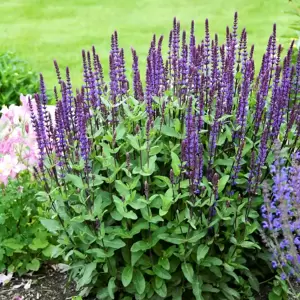 Salvia nemorosa 'Caradonna' 3L - image 2