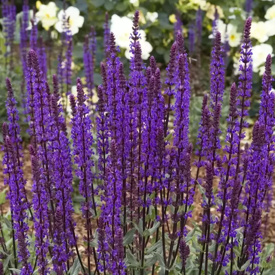 Salvia nemorosa 'Caradonna' 1L - image 4