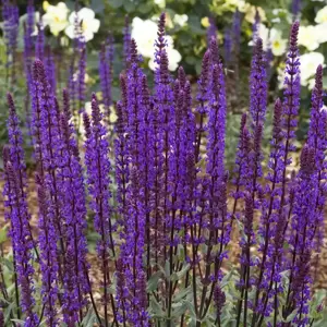 Salvia nemorosa 'Caradonna' 2L - image 4