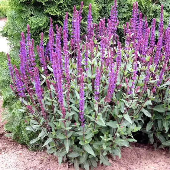 Salvia nemorosa 'Caradonna' 2L - image 3