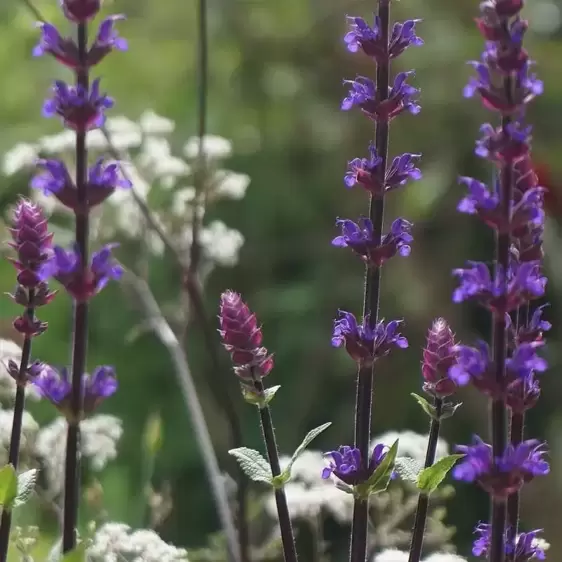 Salvia nemorosa 'Caradonna' 1L - image 1