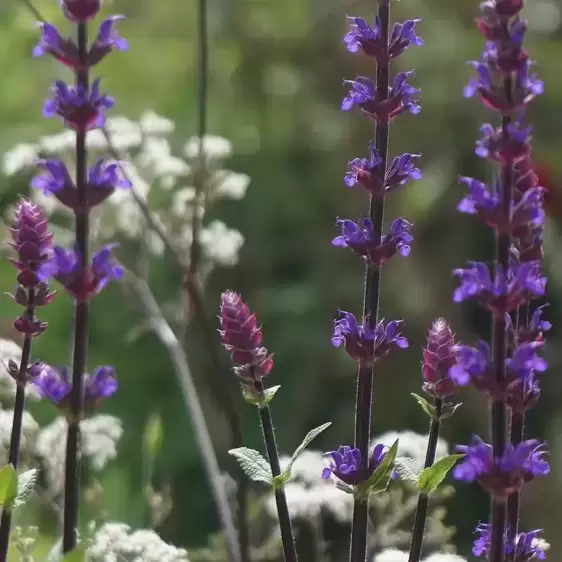 Salvia nemorosa 'Caradonna Compact' 1L - image 2