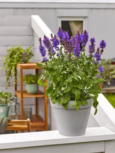 Salvia nemorosa 'Dark Blue Marvel' 1L