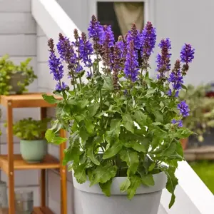 Picture - Ball Horticultural