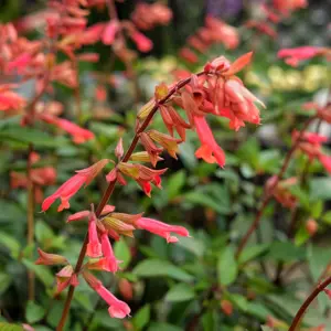 Salvia 'Ember's Wish' 3L - image 1