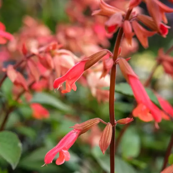 Salvia 'Ember's Wish' 3L - image 2