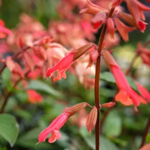 Salvia 'Ember's Wish' 3L - image 2