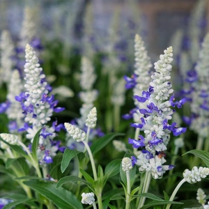 Salvia farinacea 'Farina Bicolor Blue' - image 2