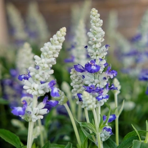 Salvia farinacea 'Farina Bicolor Blue' - image 2