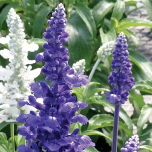 Salvia farinacea 'Farina Blue'