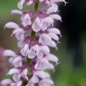 Salvia 'Feathers Flamingo'