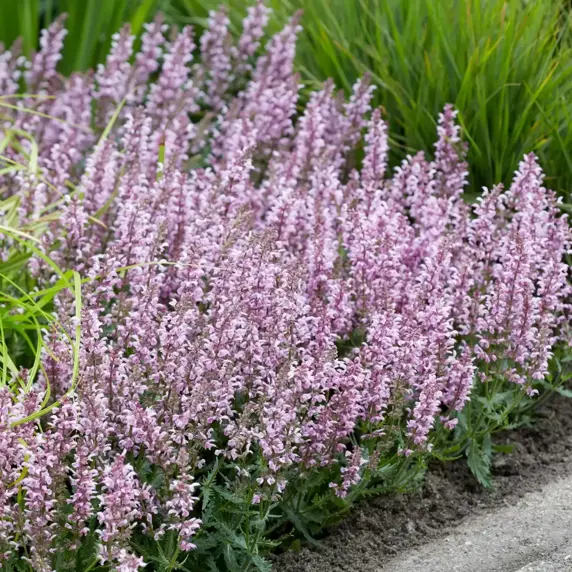 Salvia 'Feathers Flamingo' - image 2
