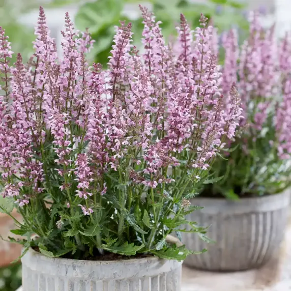 Salvia 'Feathers Flamingo' - image 3
