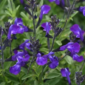 Image Credit: Ball Horticultural