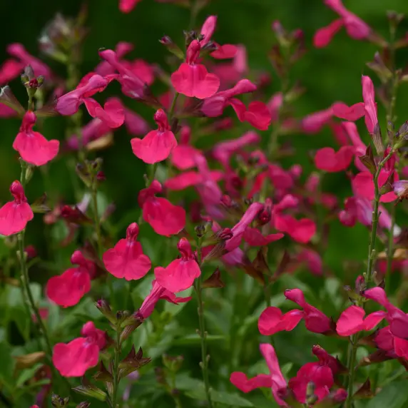 Image Credit: Ball Horticultural Company